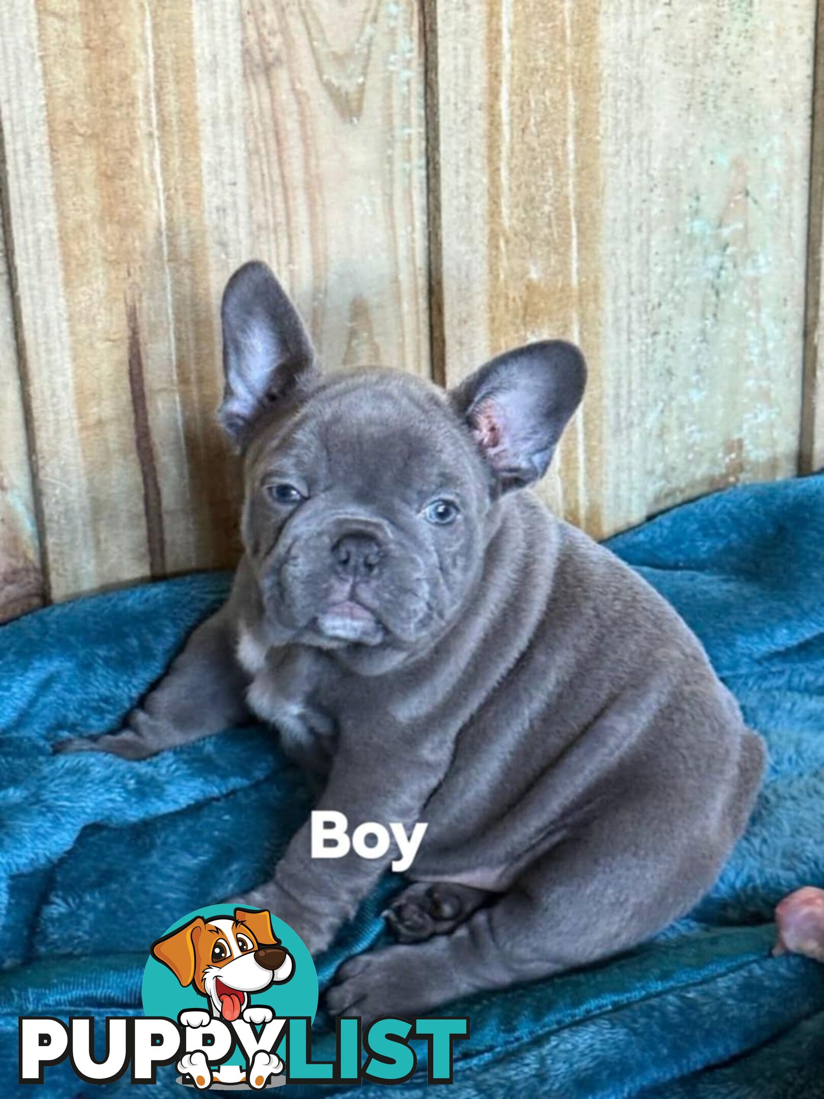 French bulldog