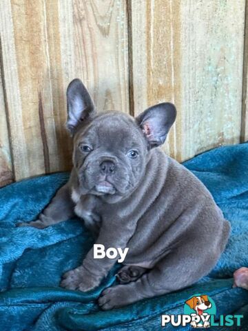 French bulldog