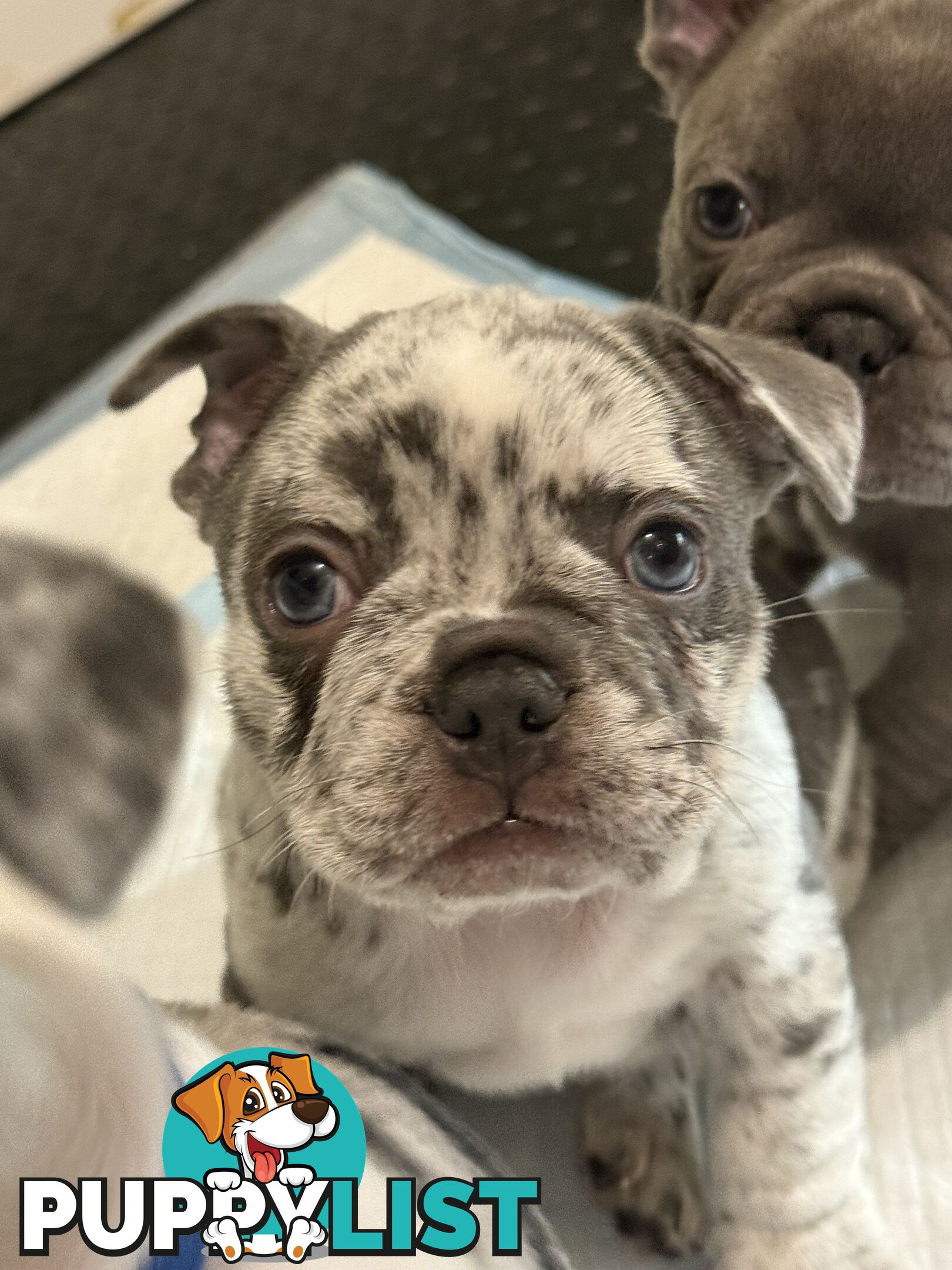 French bulldog