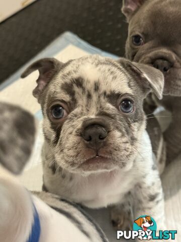 French bulldog