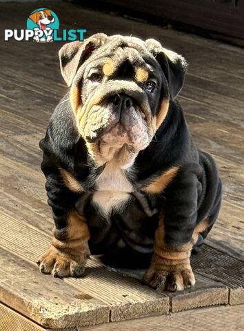 British bulldog puppies for sale