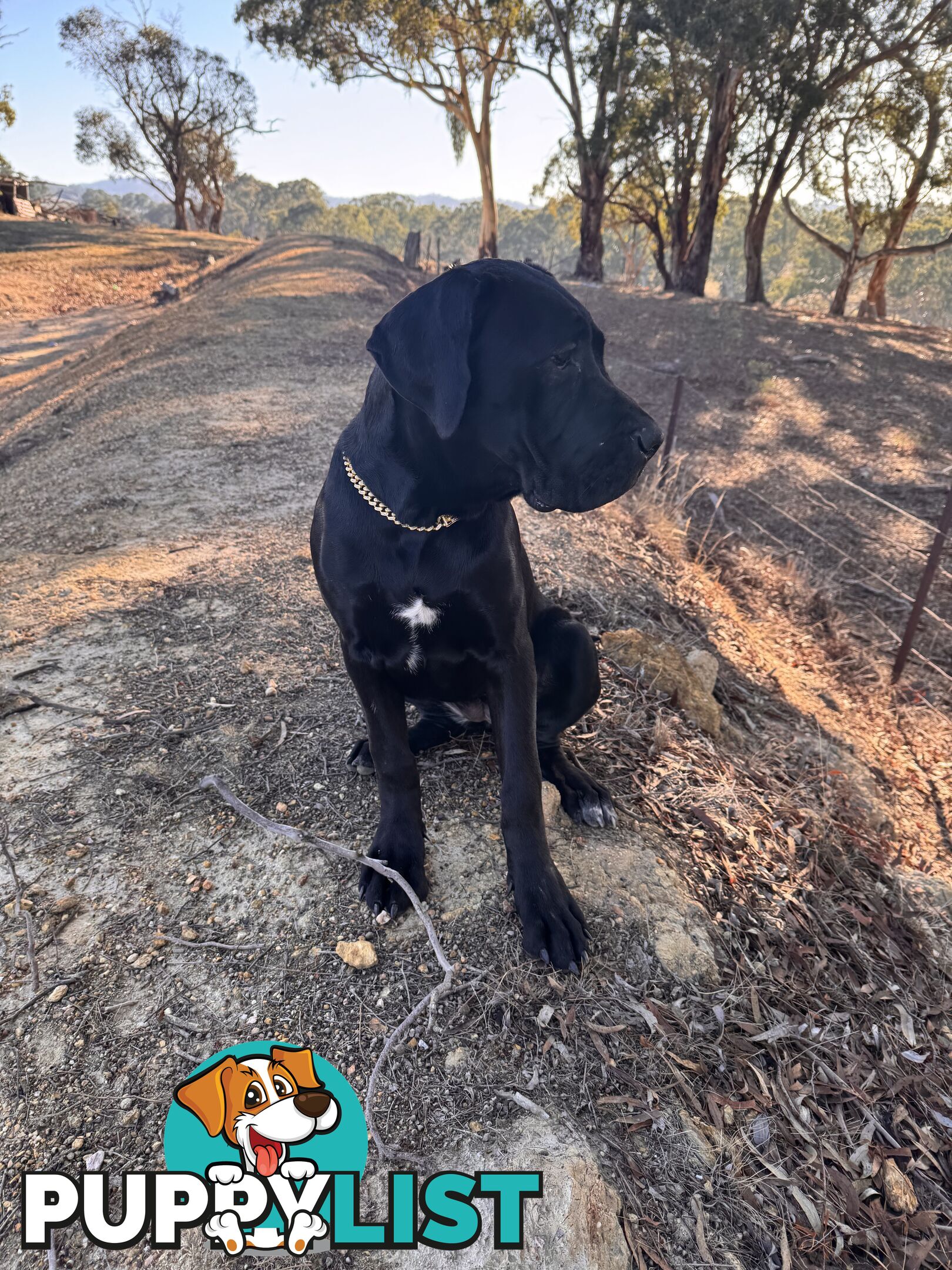 Cane corso