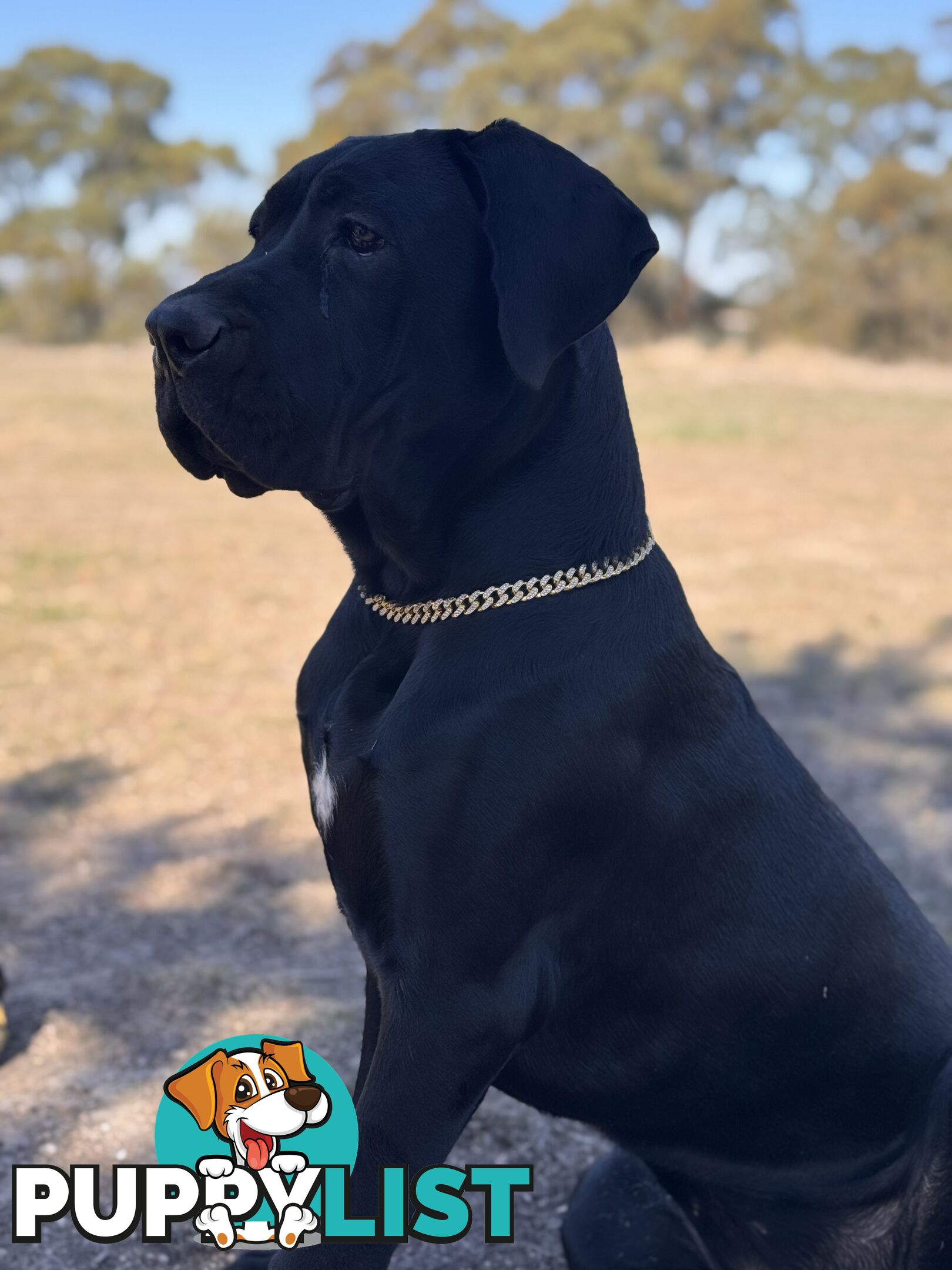Cane corso