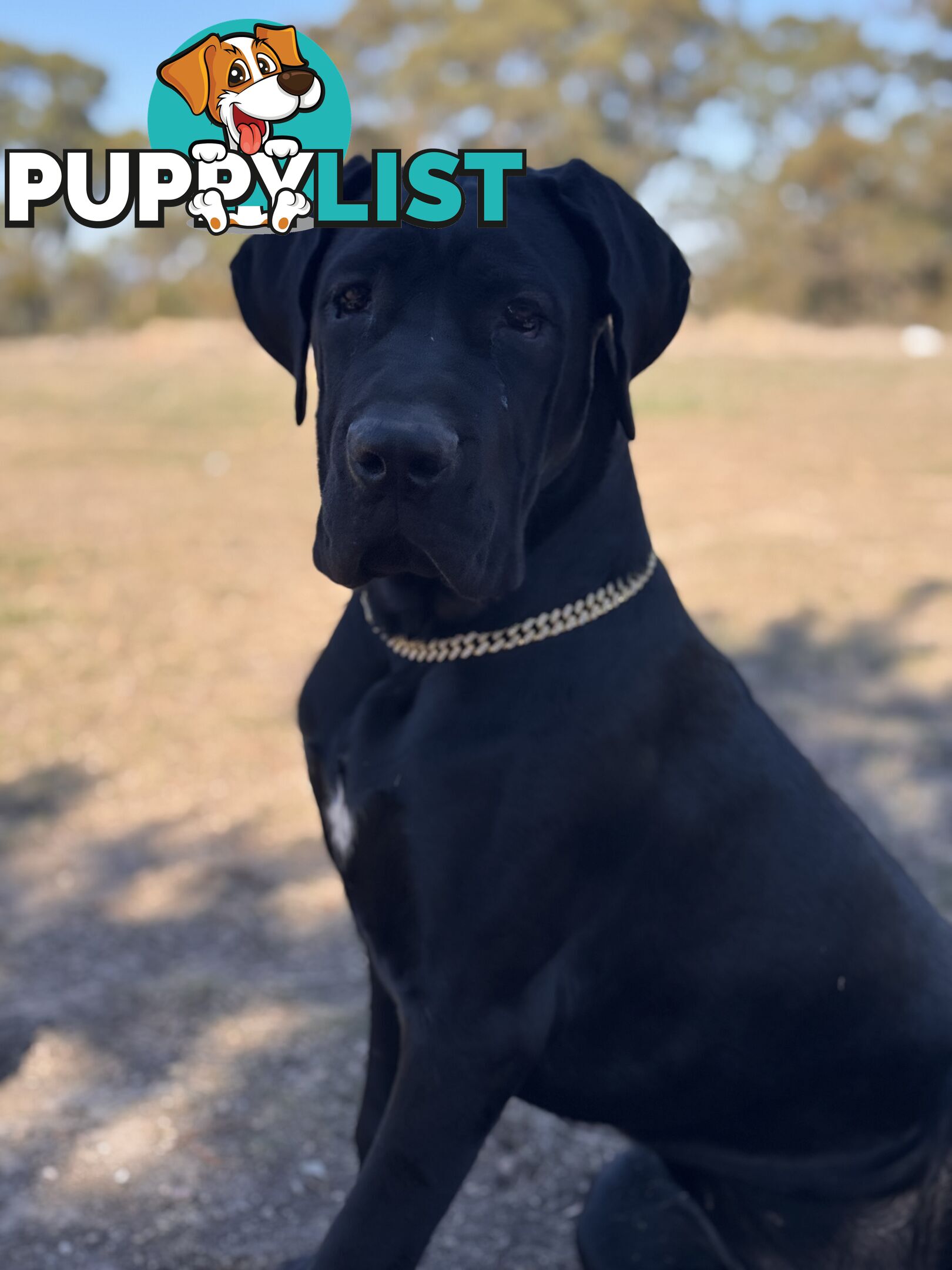 Cane corso