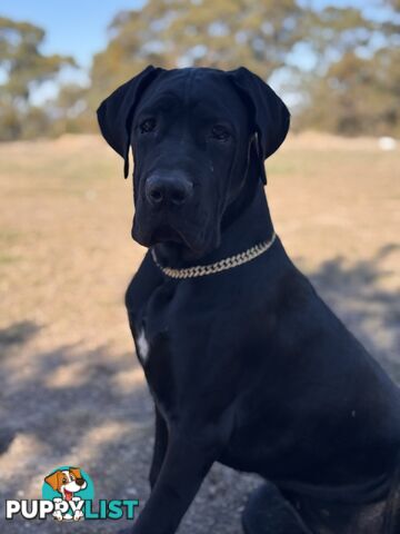 Cane corso