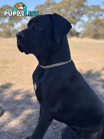 Cane corso pup