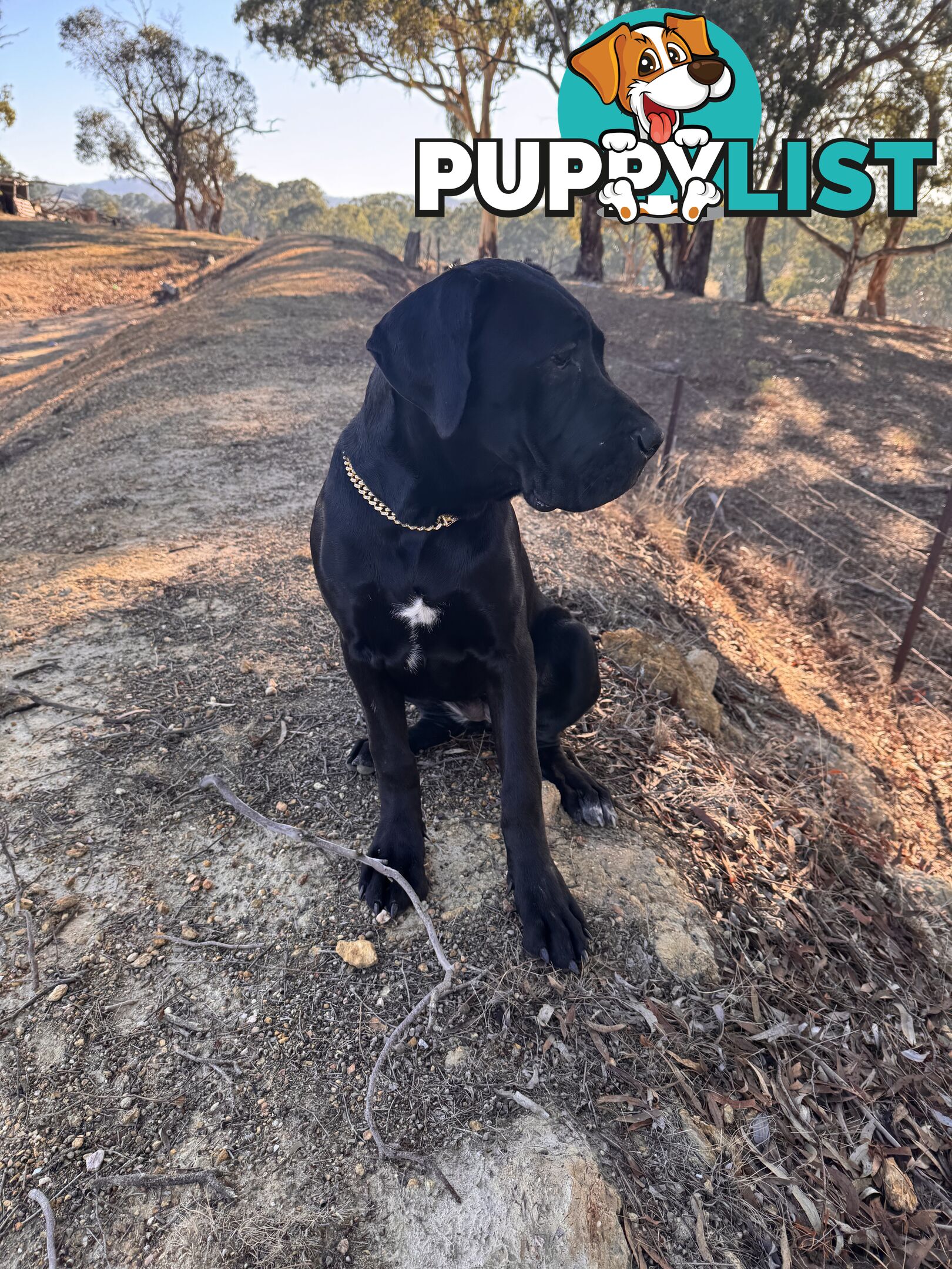 Cane corso pup