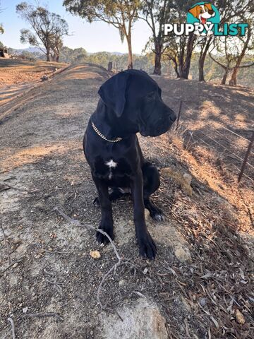 Cane corso pup