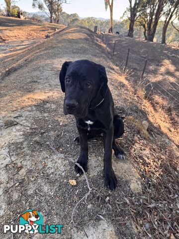 Cane corso pup