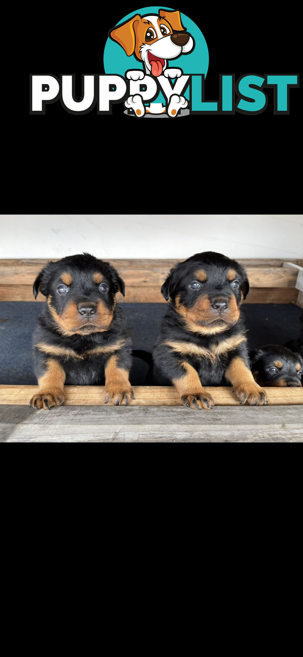 Pure Breed Rottweiler