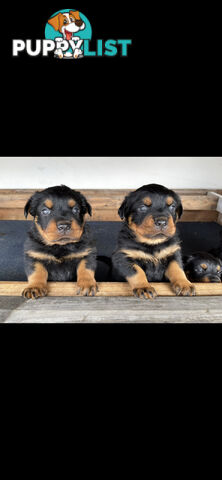 Pure Breed Rottweiler