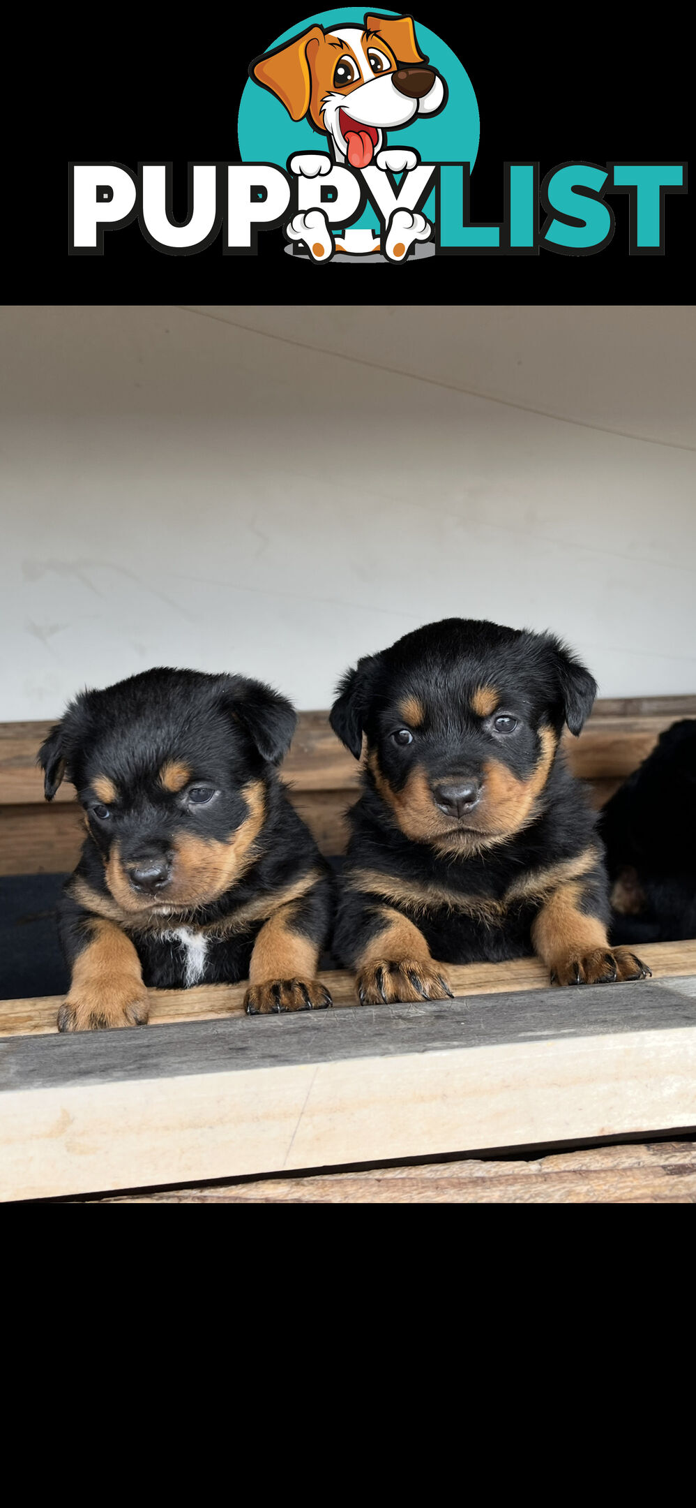 Pure Breed Rottweiler