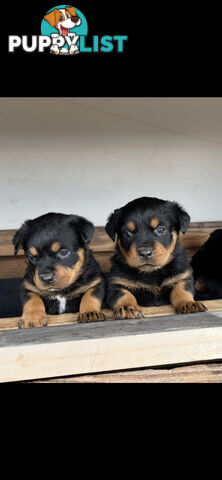 Pure Breed Rottweiler