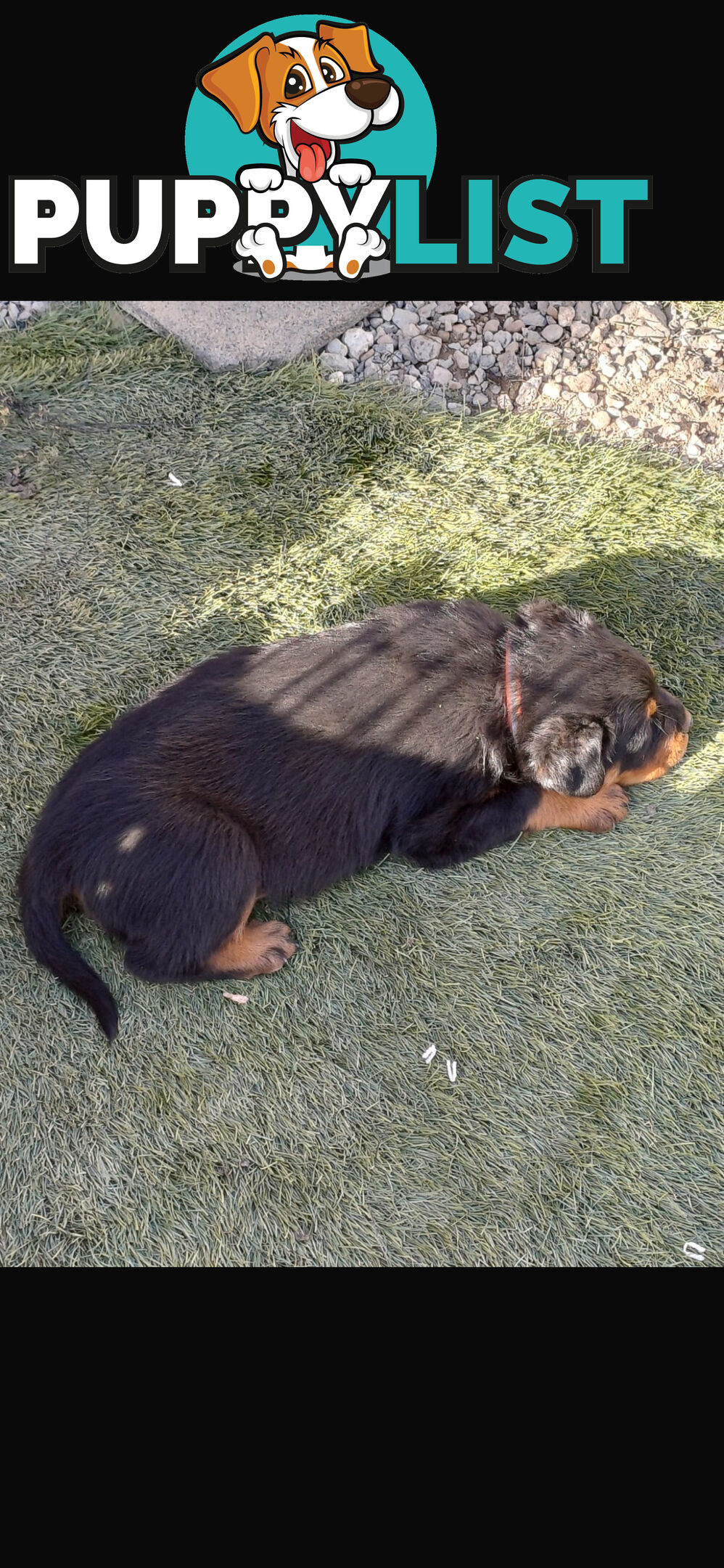 Pure Breed Rottweiler