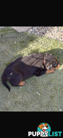 Pure Breed Rottweiler