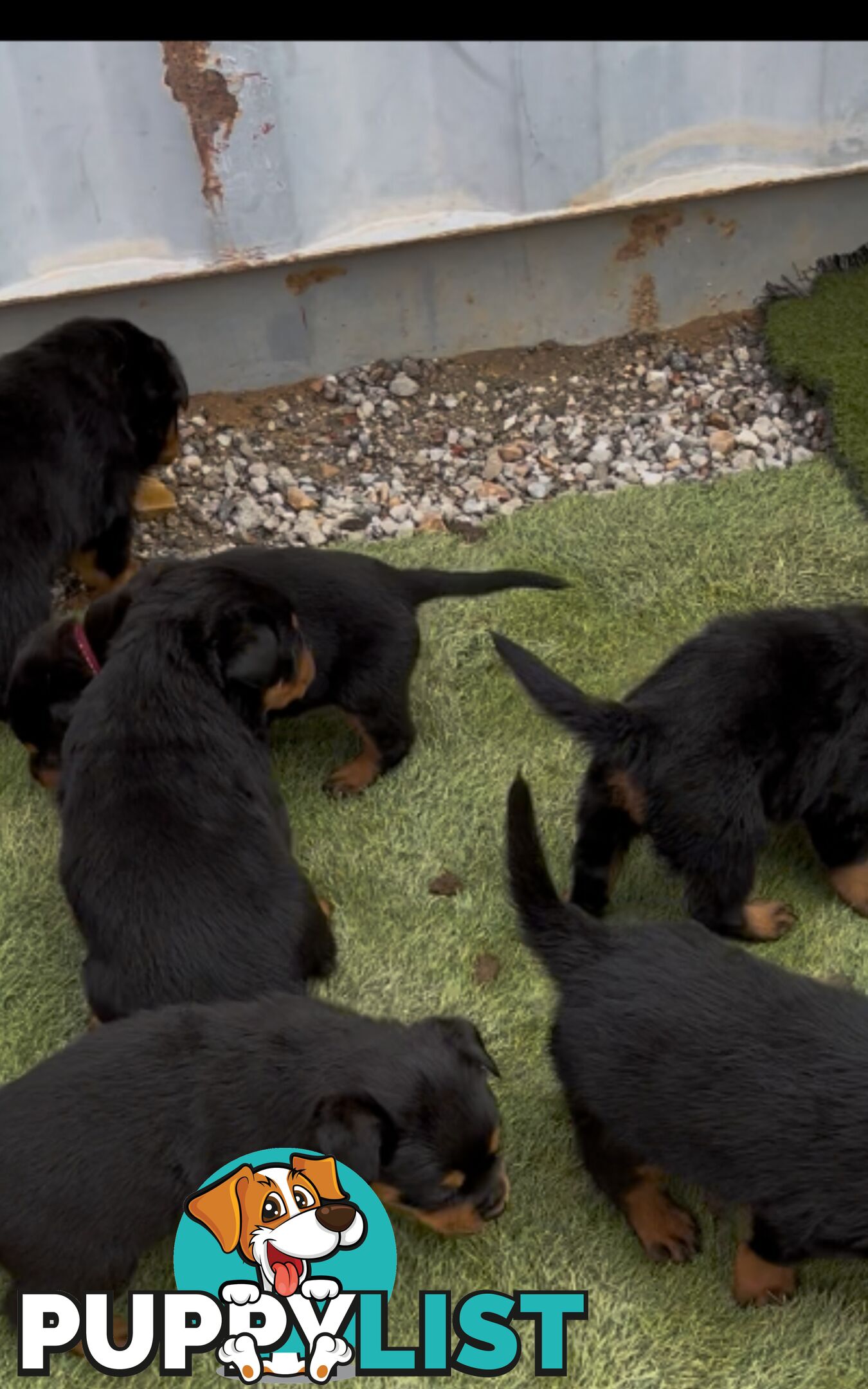 Pure Breed Rottweiler