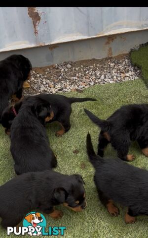 Pure Breed Rottweiler