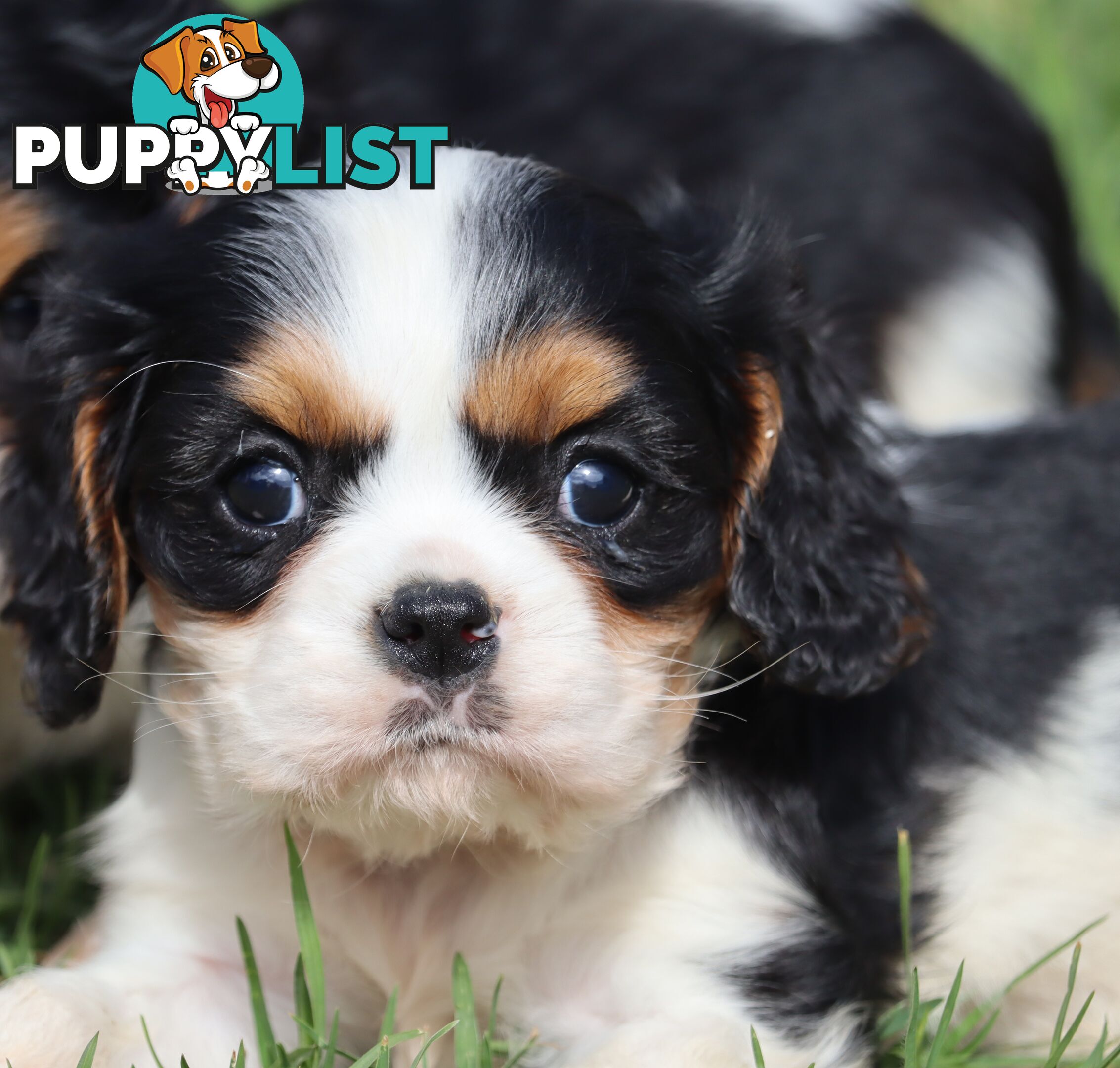 ANKC Cavalier King Charles Spaniel Puppies