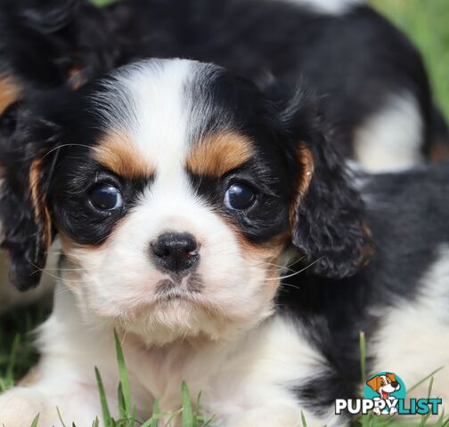 ANKC Cavalier King Charles Spaniel Puppies