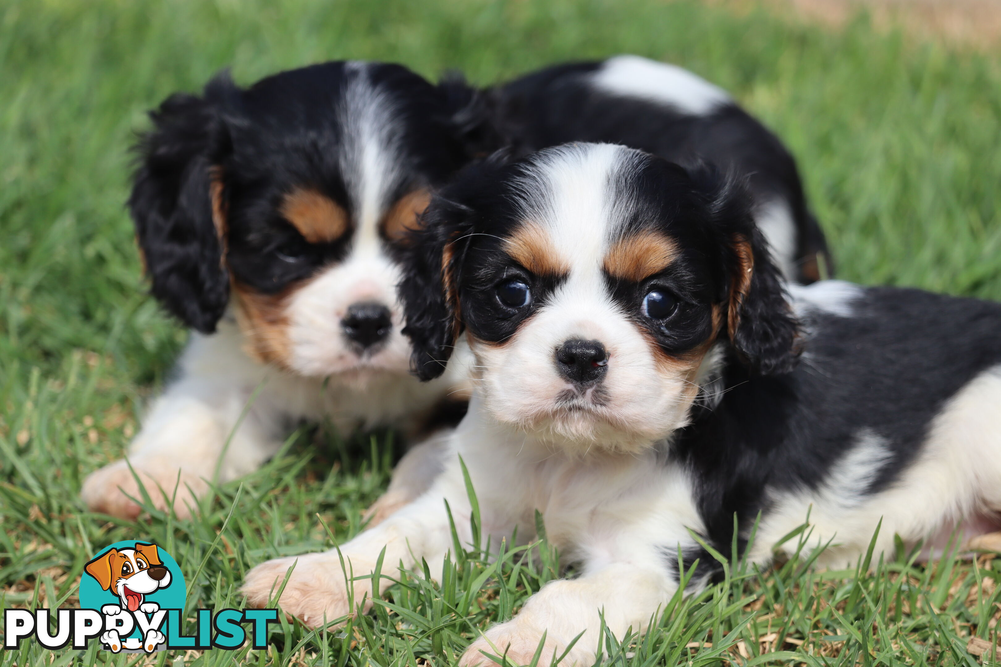 ANKC Cavalier King Charles Spaniel Puppies