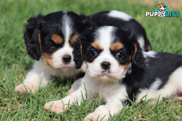 ANKC Cavalier King Charles Spaniel Puppies