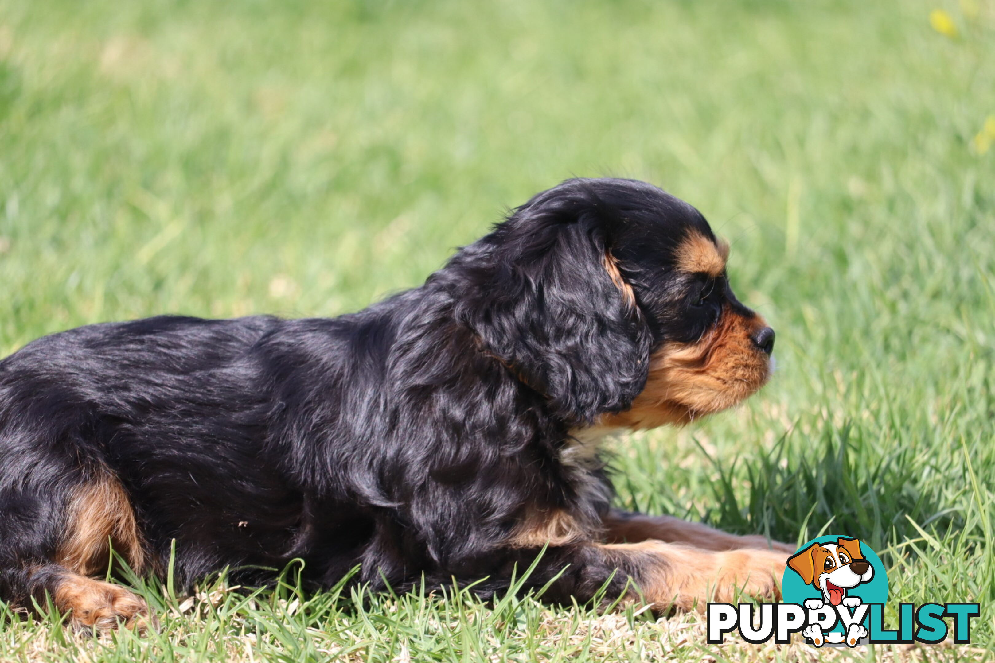 ANKC Cavalier King Charles Spaniel Puppies