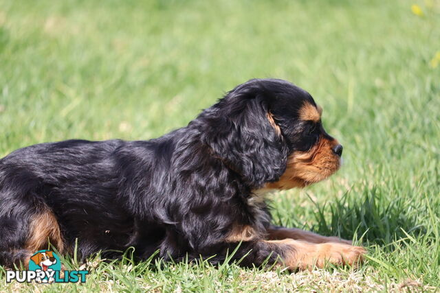 ANKC Cavalier King Charles Spaniel Puppies