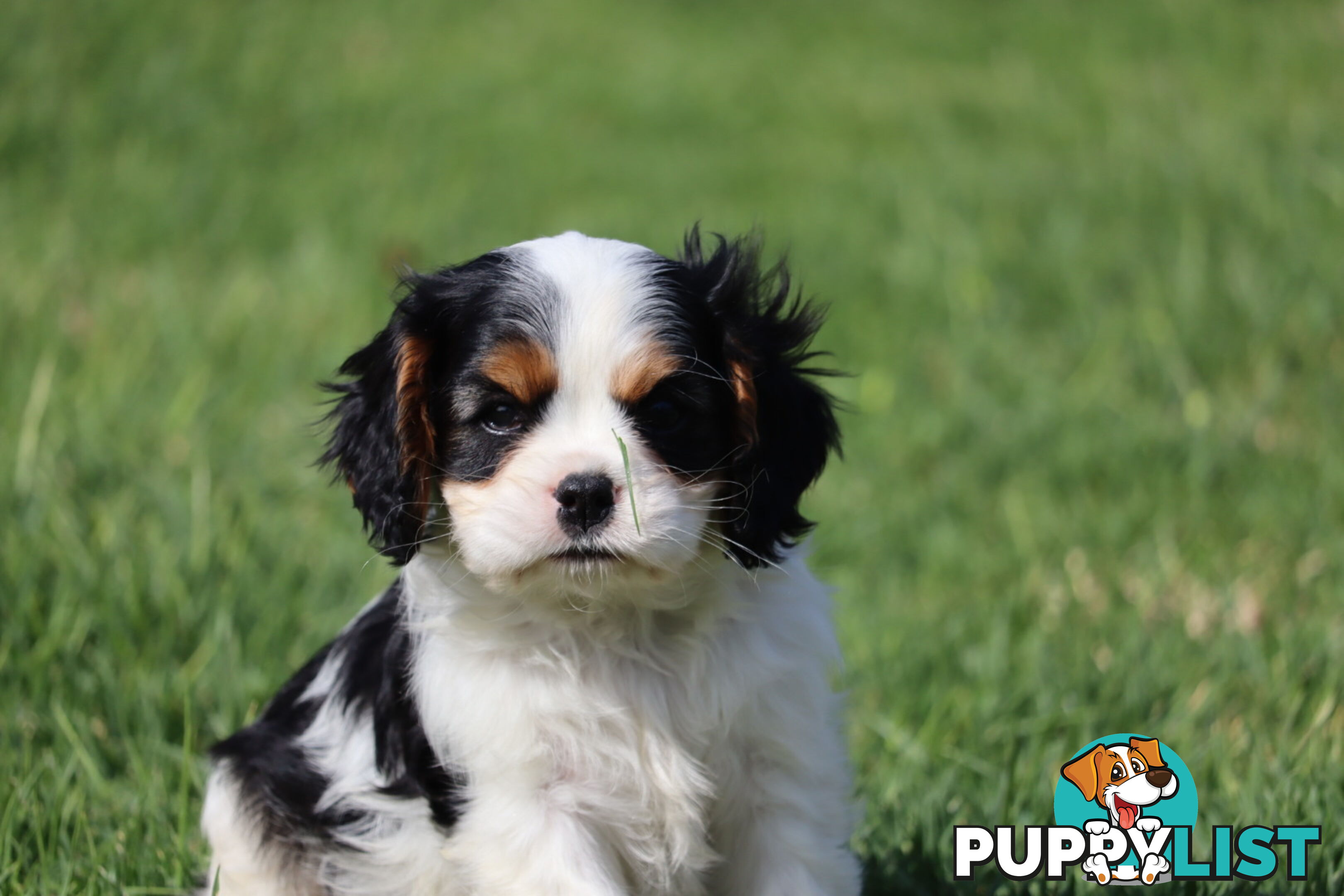 ANKC Cavalier King Charles Spaniel Puppies