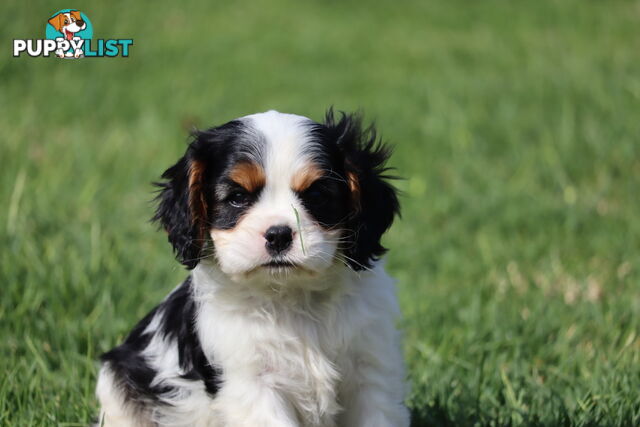 ANKC Cavalier King Charles Spaniel Puppies