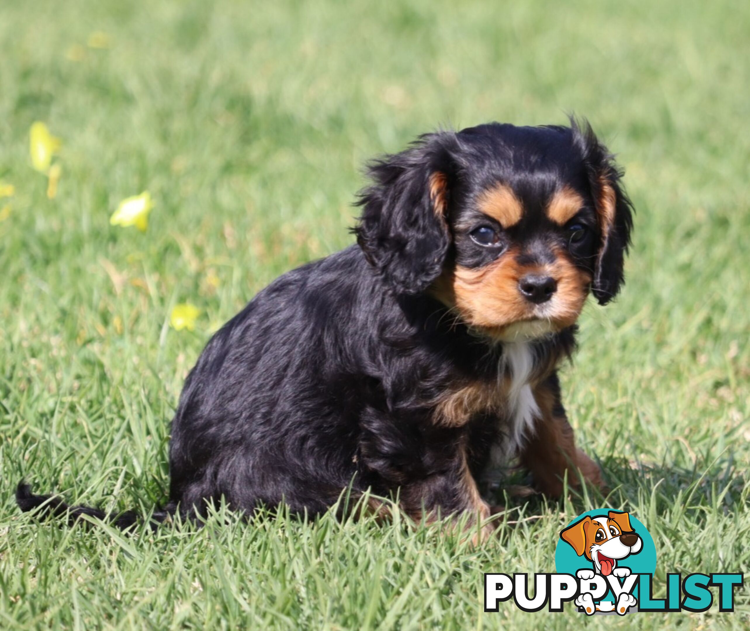 ANKC Cavalier King Charles Spaniel Puppies