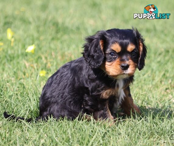 ANKC Cavalier King Charles Spaniel Puppies