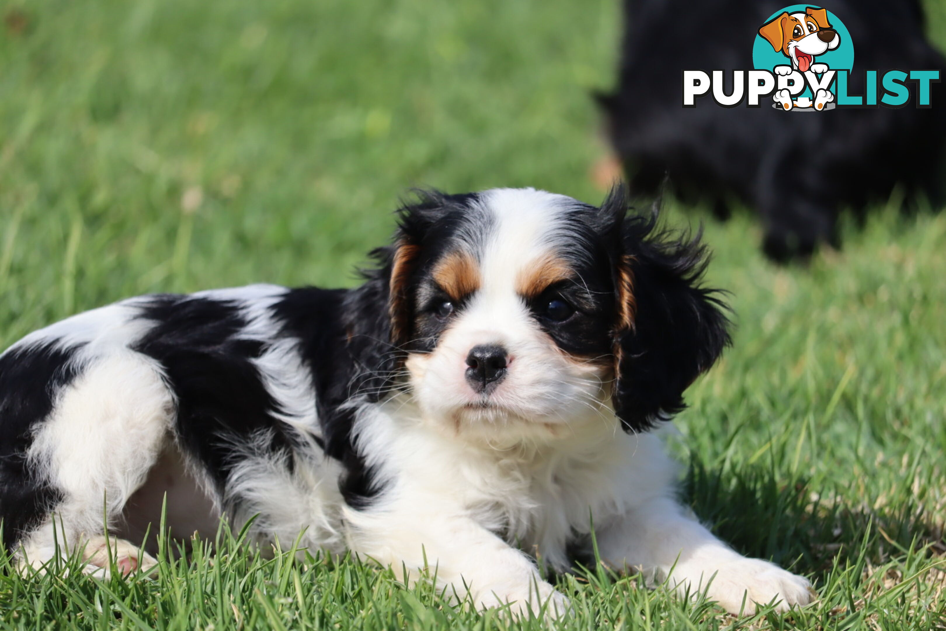 ANKC Cavalier King Charles Spaniel Puppies