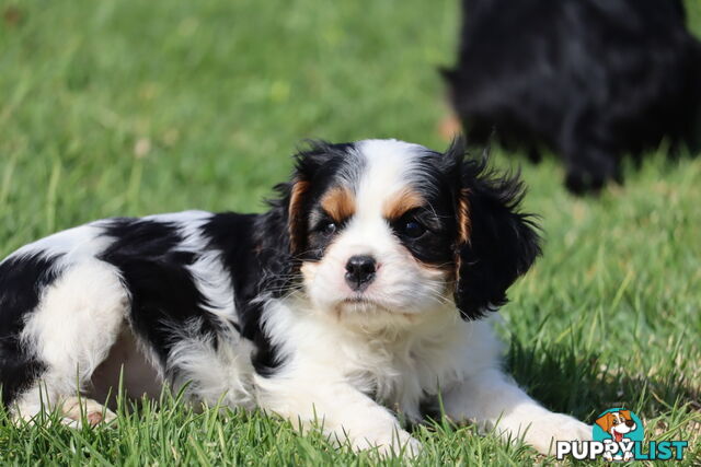 ANKC Cavalier King Charles Spaniel Puppies