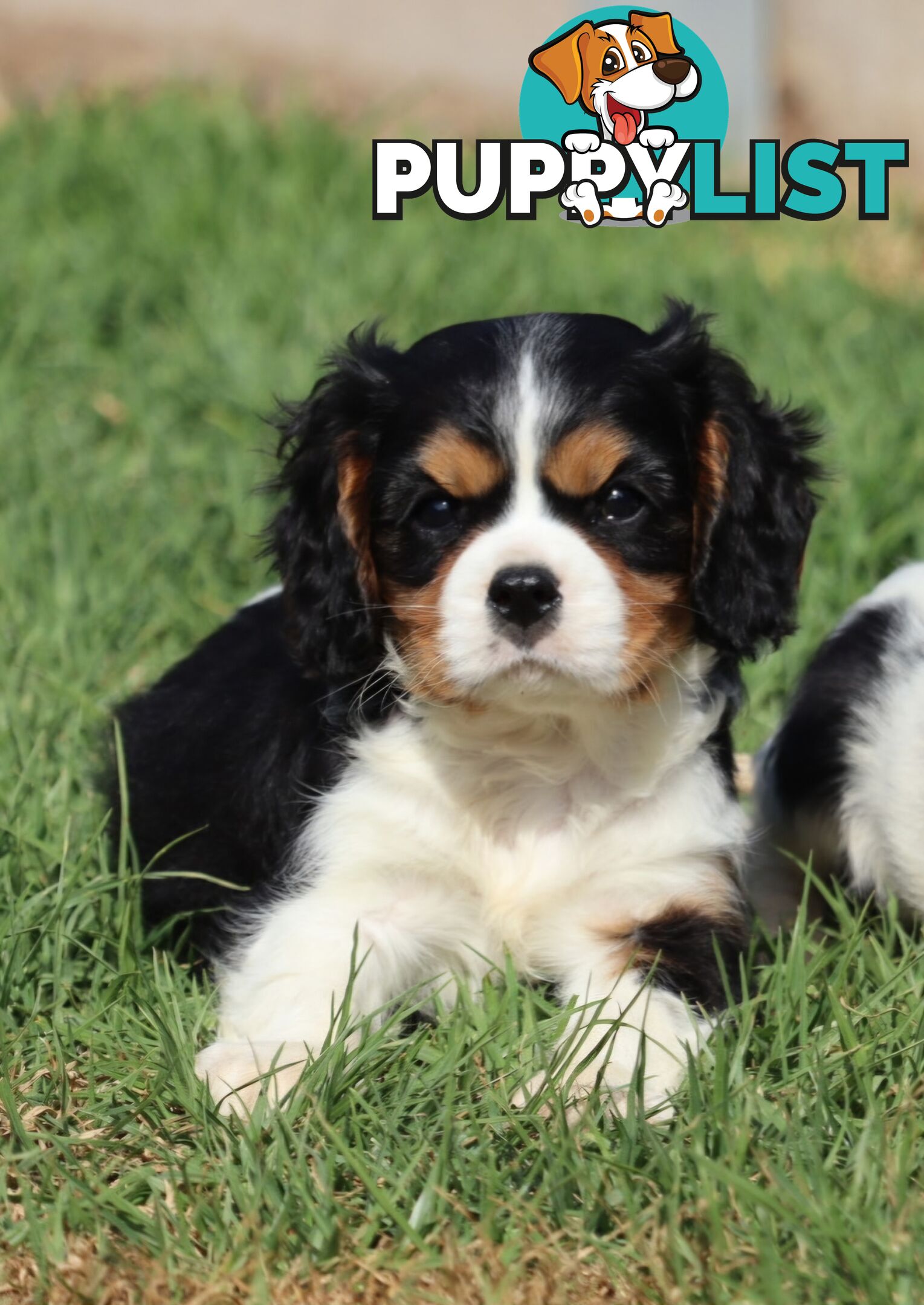 ANKC Cavalier King Charles Spaniel Puppies