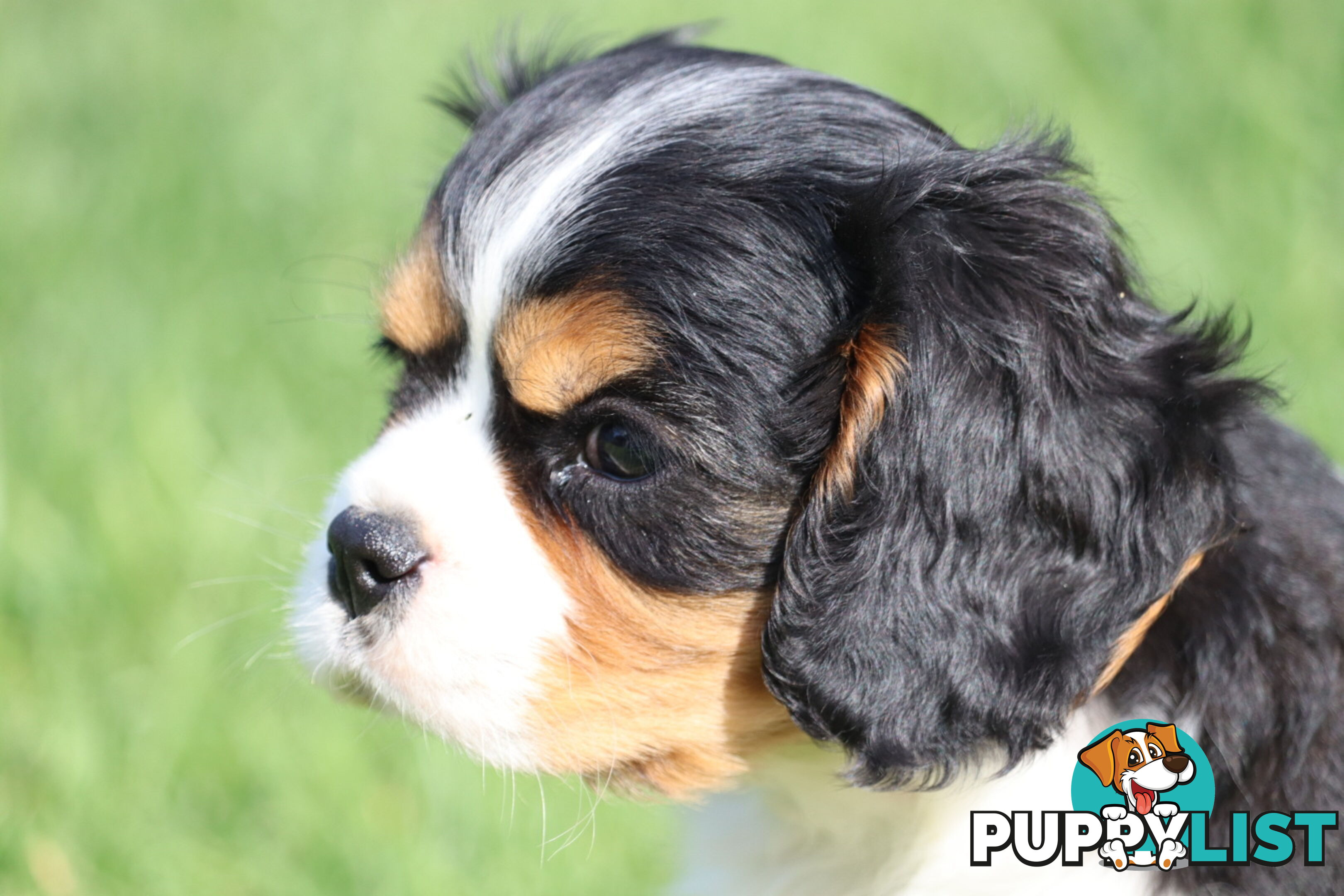 ANKC Cavalier King Charles Spaniel Puppies