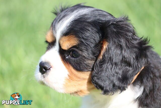 ANKC Cavalier King Charles Spaniel Puppies