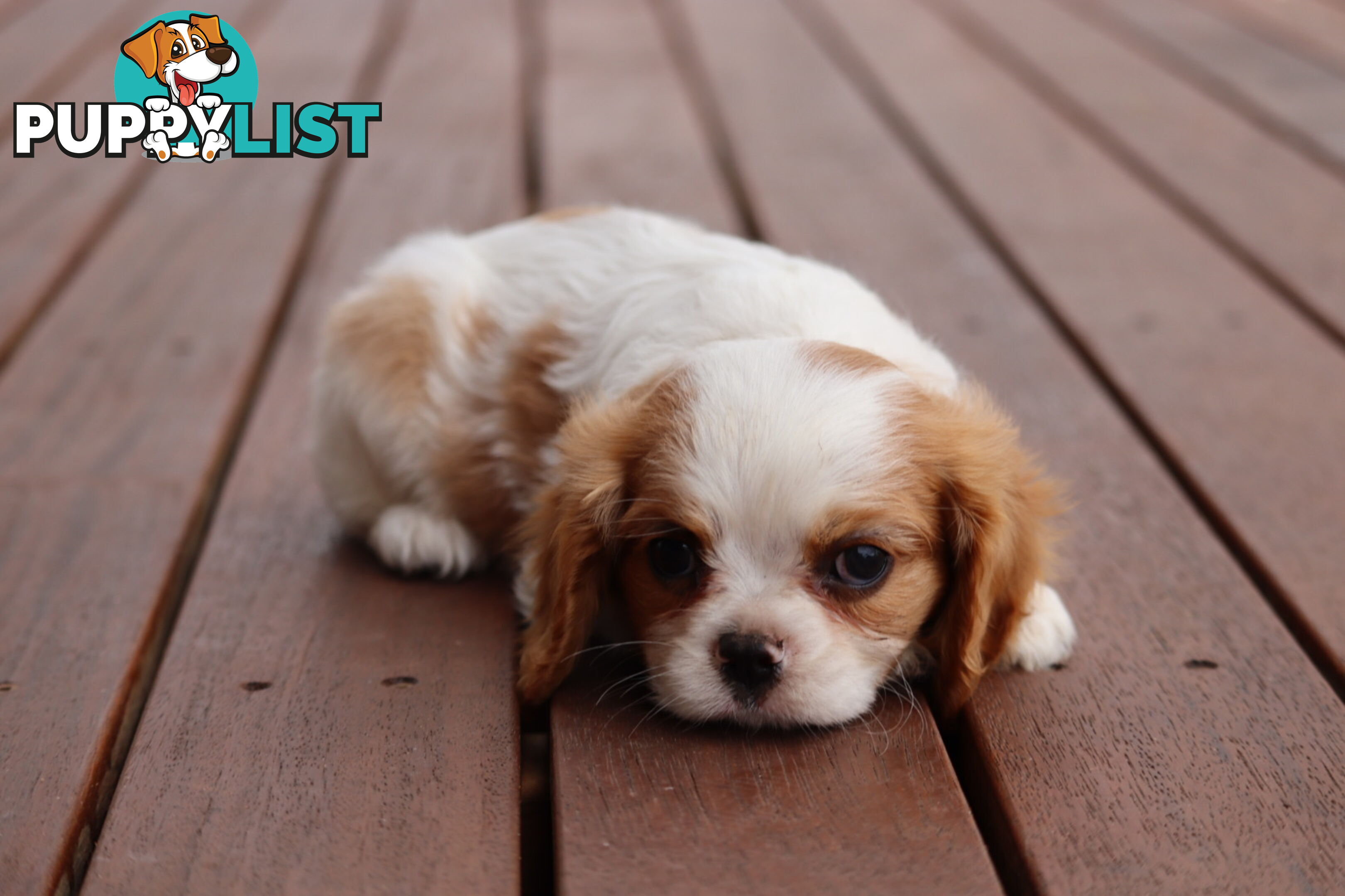 ANKC Cavalier King Charles Spaniel Puppies