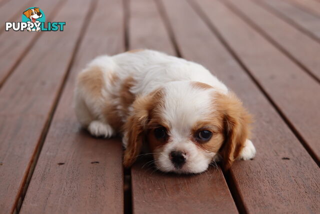 ANKC Cavalier King Charles Spaniel Puppies