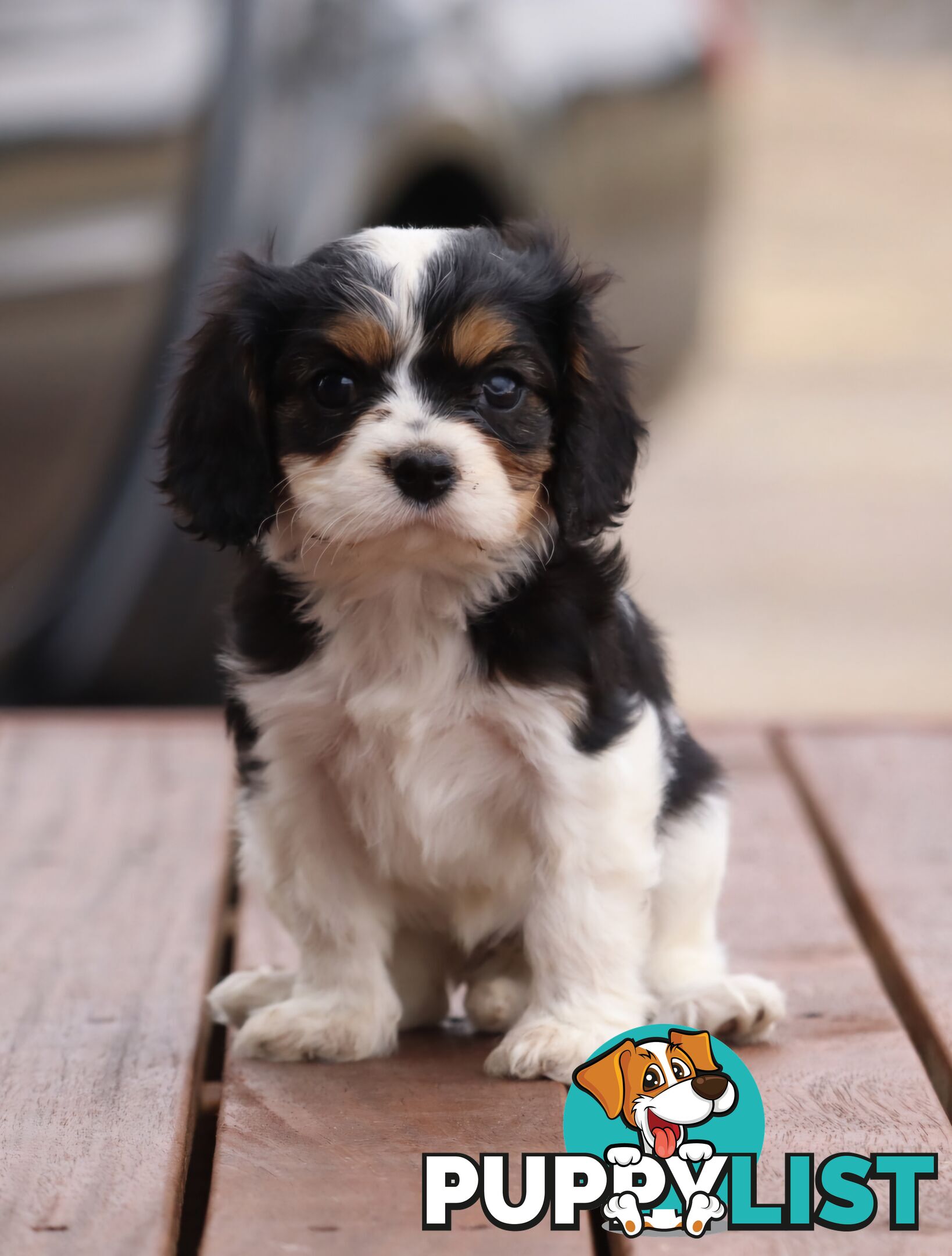 ANKC Cavalier King Charles Spaniel Puppies