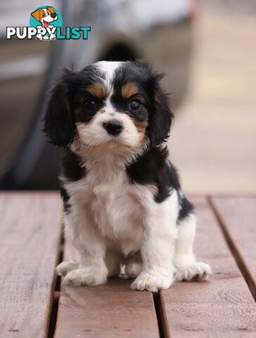 ANKC Cavalier King Charles Spaniel Puppies