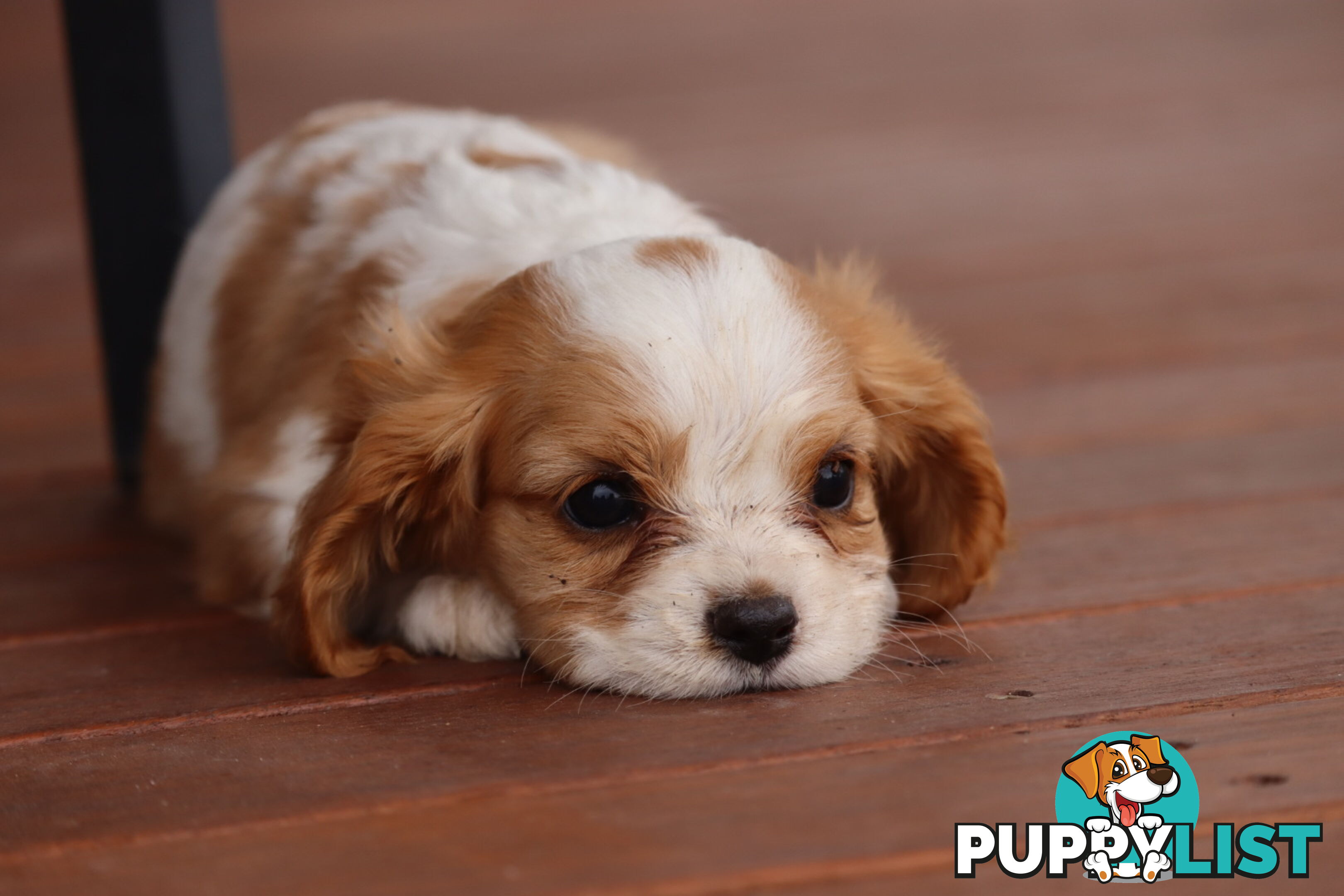 ANKC Cavalier King Charles Spaniel Puppies