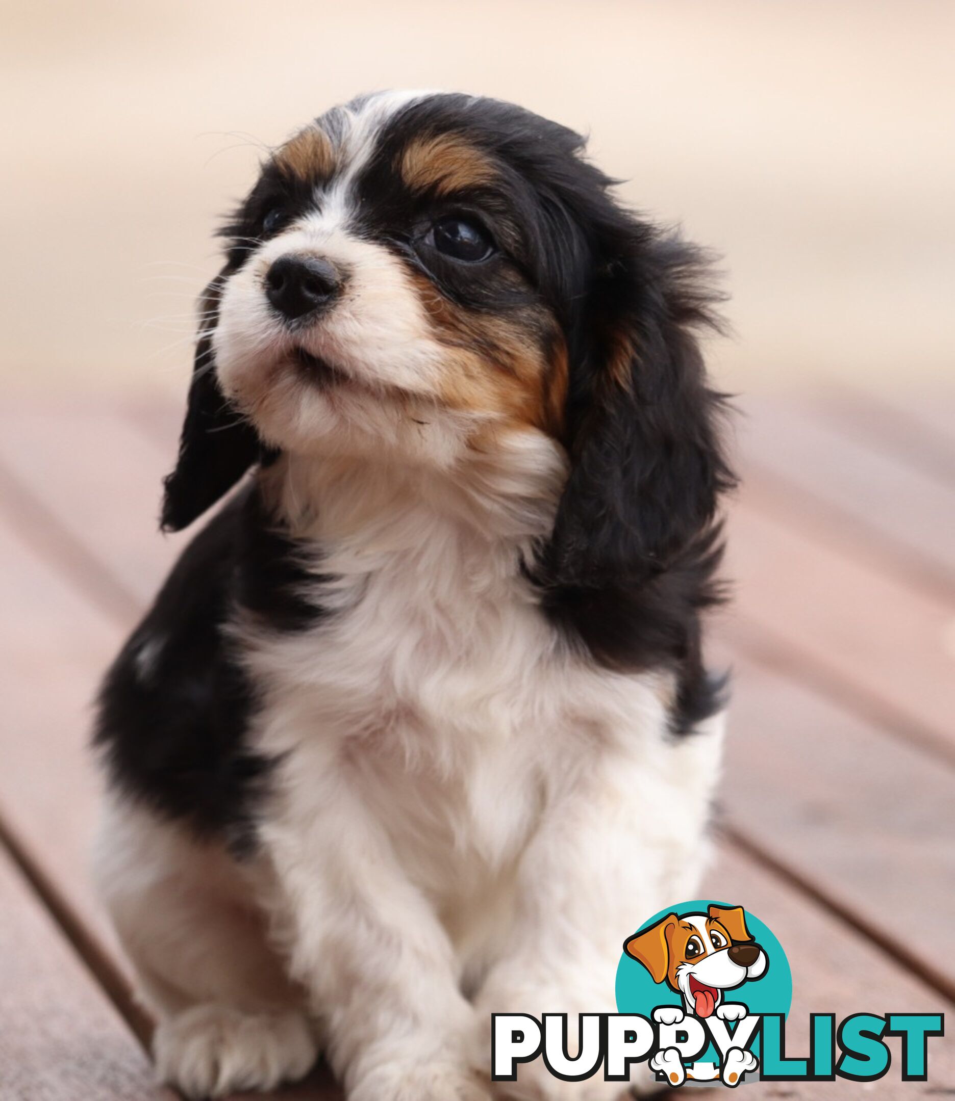 ANKC Cavalier King Charles Spaniel Puppies