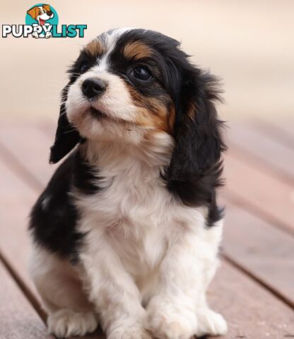 ANKC Cavalier King Charles Spaniel Puppies