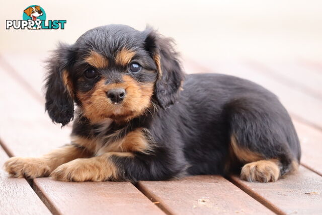 ANKC Cavalier King Charles Spaniel Puppies