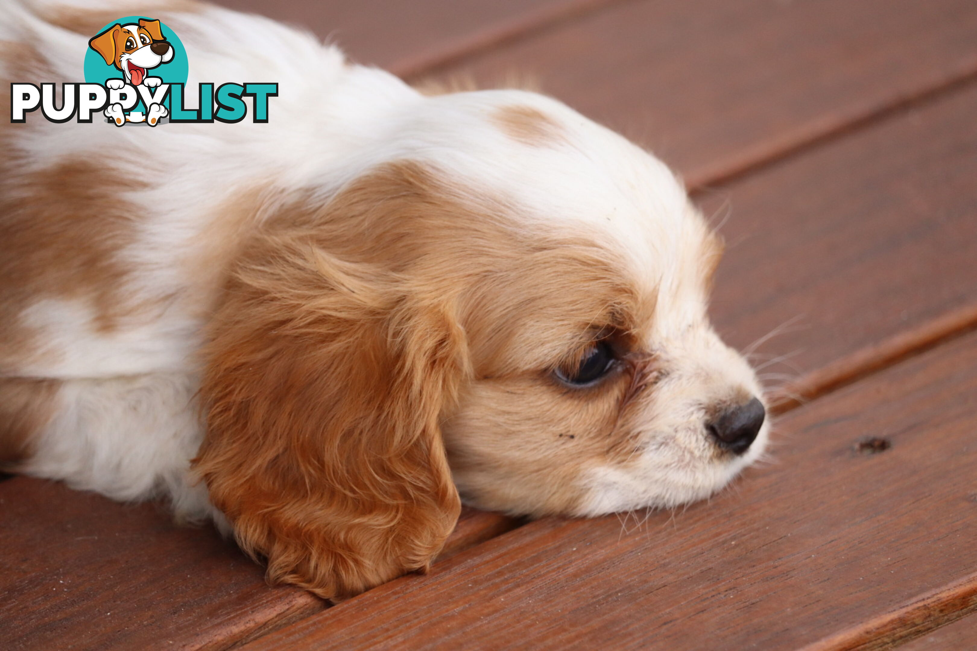 ANKC Cavalier King Charles Spaniel Puppies