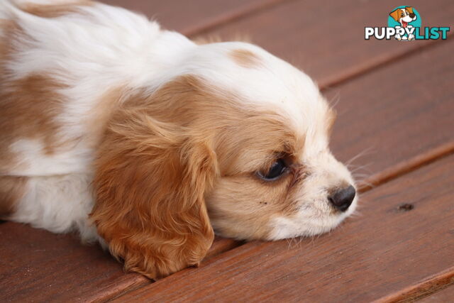 ANKC Cavalier King Charles Spaniel Puppies