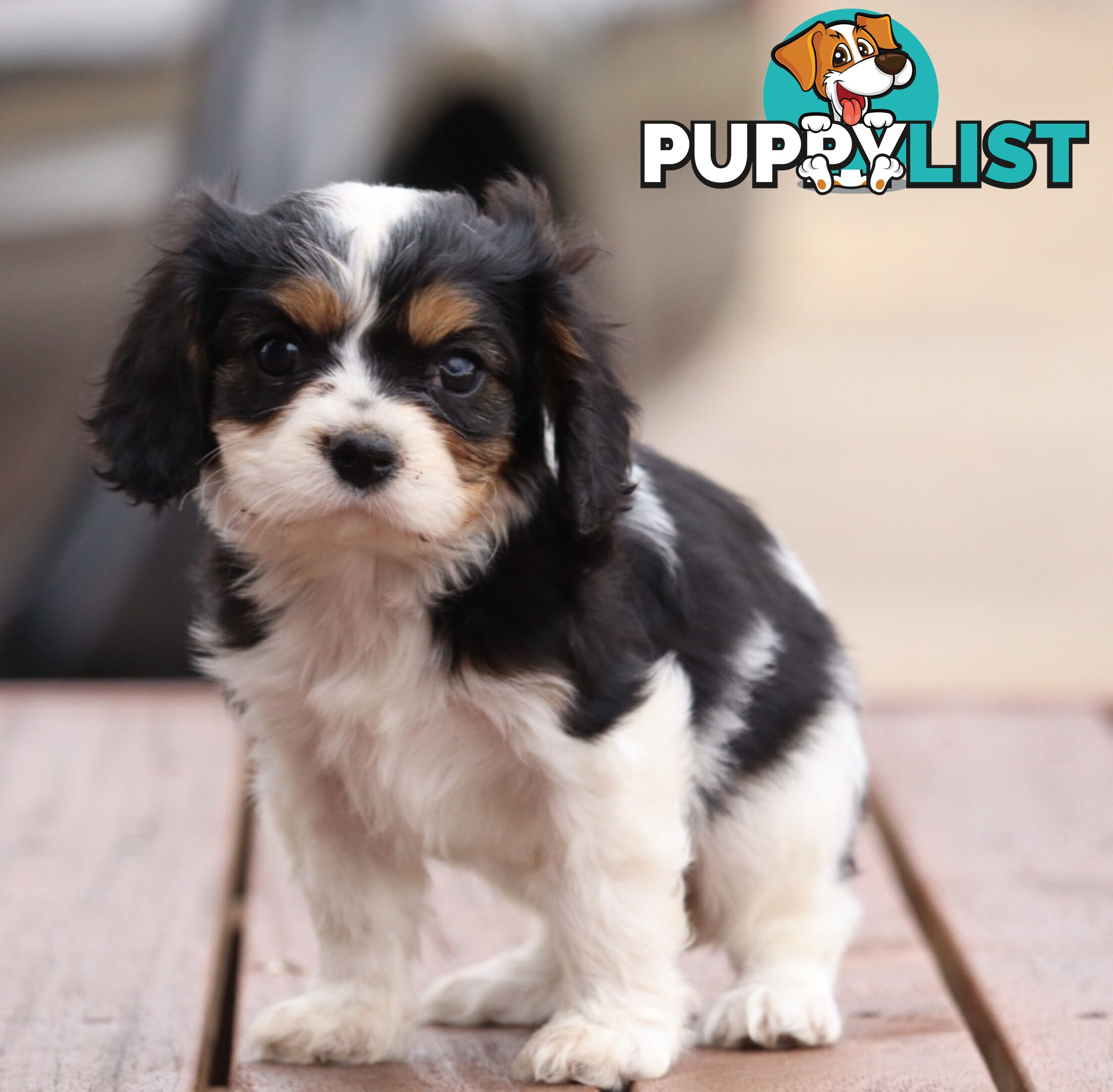 ANKC Cavalier King Charles Spaniel Puppies