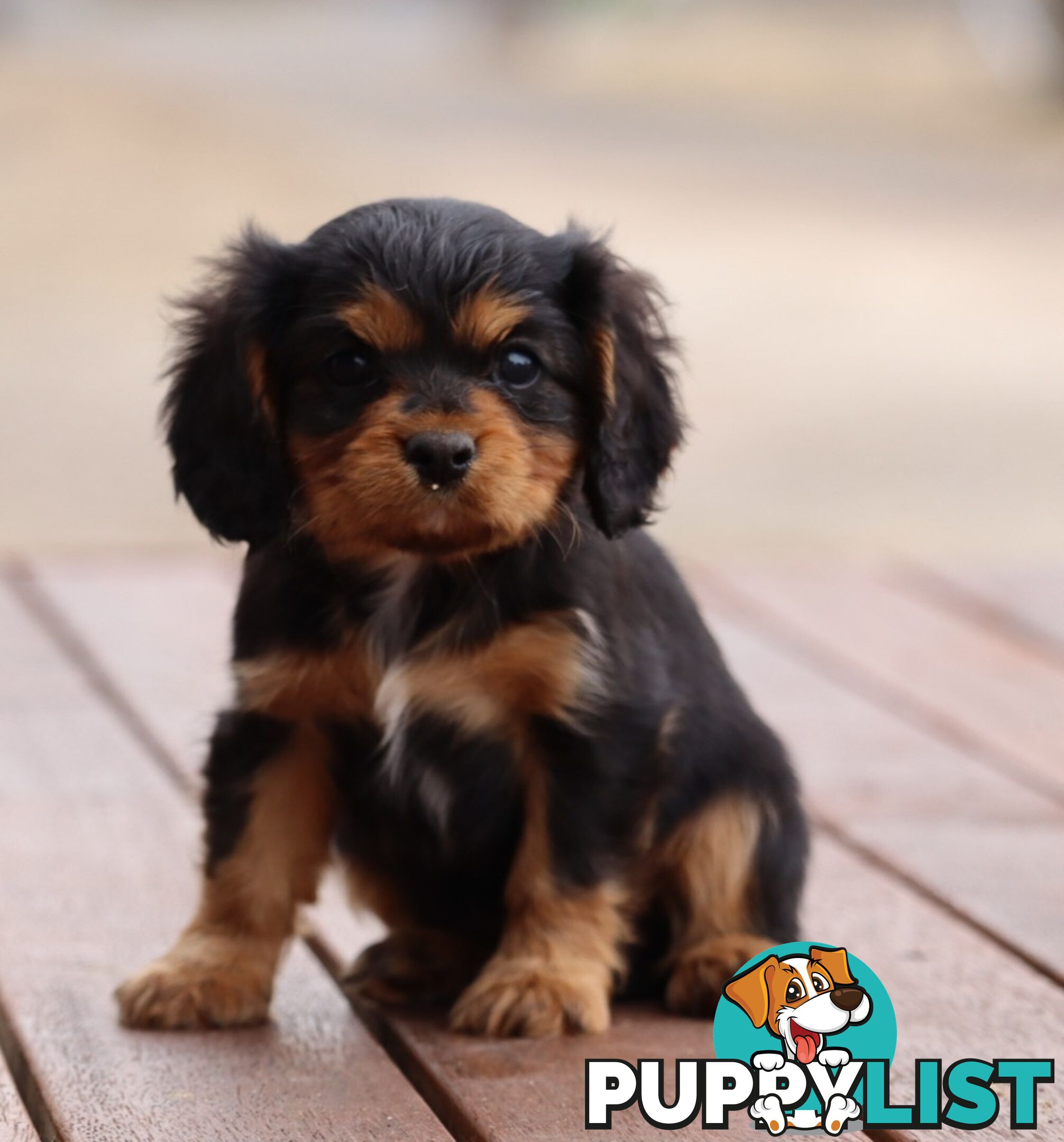 ANKC Cavalier King Charles Spaniel Puppies