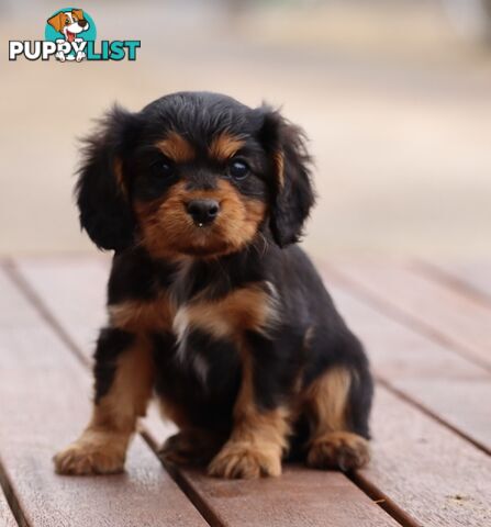 ANKC Cavalier King Charles Spaniel Puppies