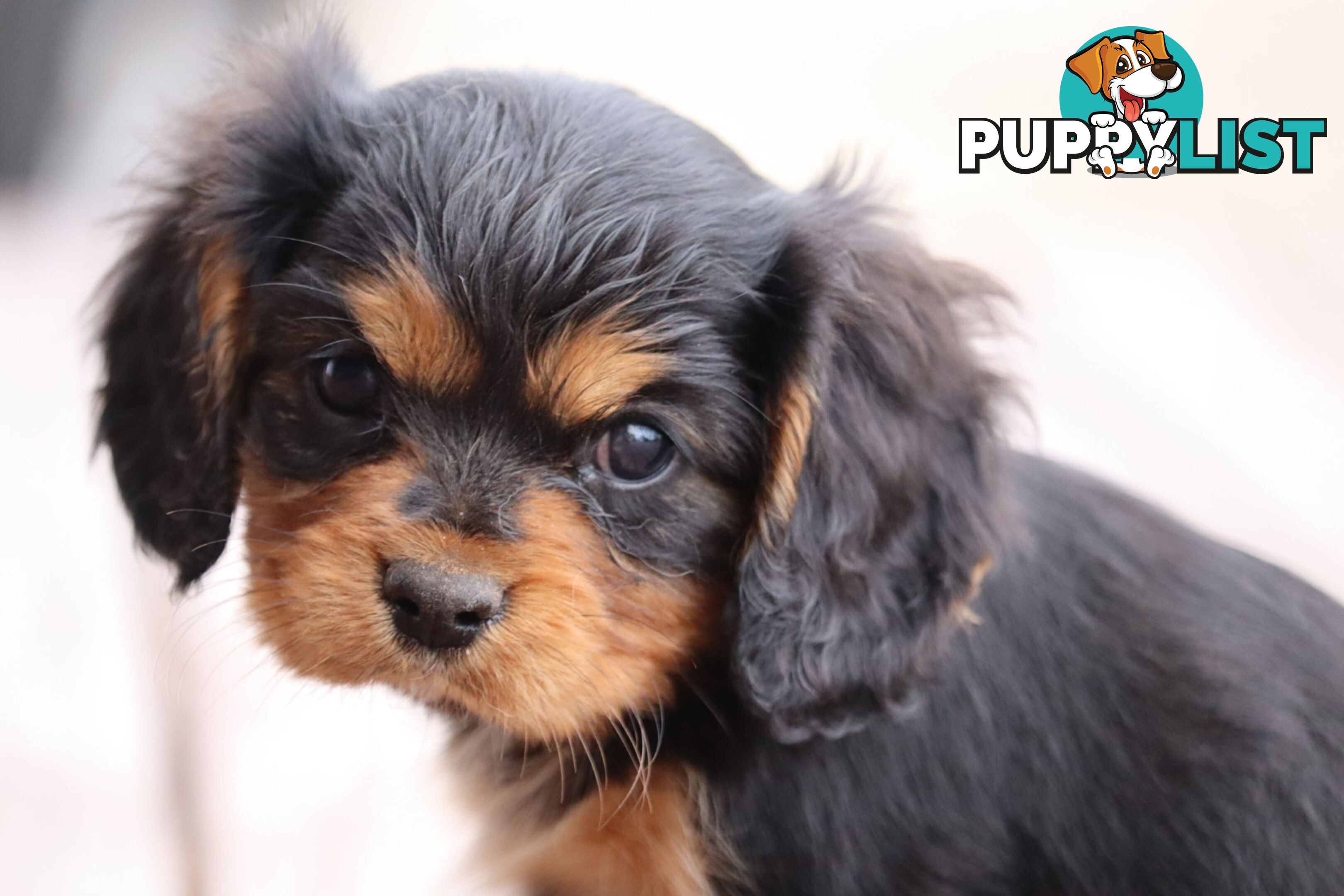 ANKC Cavalier King Charles Spaniel Puppies